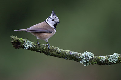 BUITEN BEELD Foto: 217085