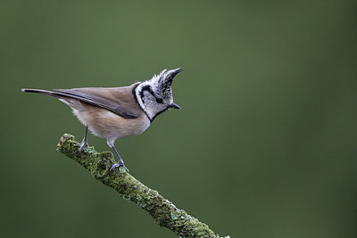 BUITEN BEELD Foto: 217086
