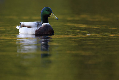 BUITEN BEELD Foto: 217089