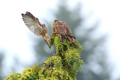 BUITEN BEELD Foto: 217121