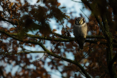 BUITEN BEELD Foto: 217138