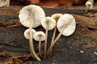 BUITEN BEELD Foto: 217141