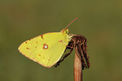 BUITEN BEELD Foto: 217211