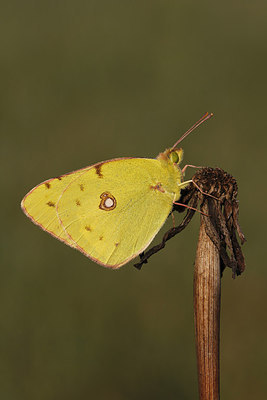 BUITEN BEELD Foto: 217212