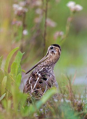 BUITEN BEELD Foto: 217215