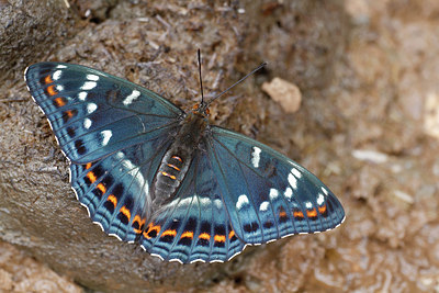 BUITEN BEELD Foto: 217220