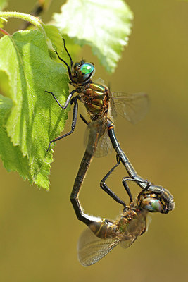 BUITEN BEELD Foto: 217223
