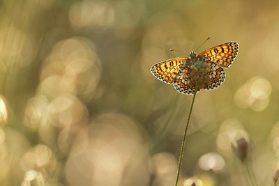 BUITEN BEELD Foto: 217228