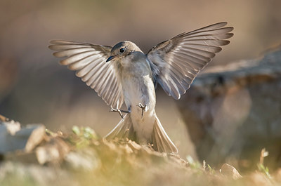 BUITEN BEELD Foto: 217229