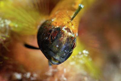 BUITEN BEELD Foto: 217235