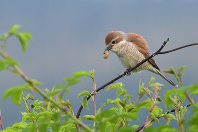 BUITEN BEELD Foto: 217253
