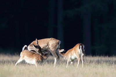 BUITEN BEELD Foto: 217267