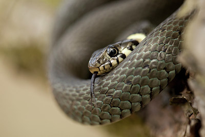 BUITEN BEELD Foto: 217272