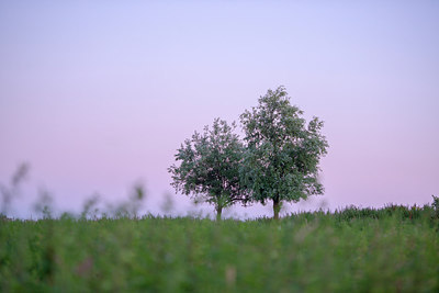 BUITEN BEELD Foto: 217282