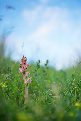 BUITEN BEELD Foto: 217305