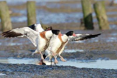 BUITEN BEELD Foto: 217358