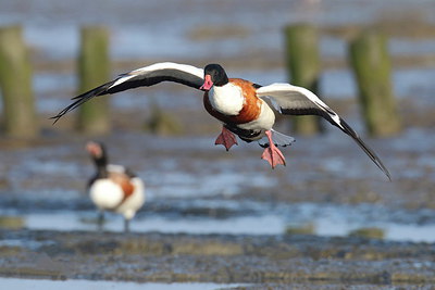 BUITEN BEELD Foto: 217359