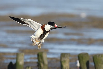 BUITEN BEELD Foto: 217360