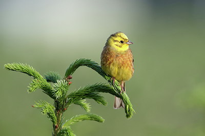 BUITEN BEELD Foto: 217362