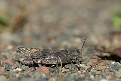 BUITEN BEELD Foto: 217367