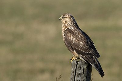 BUITEN BEELD Foto: 217369