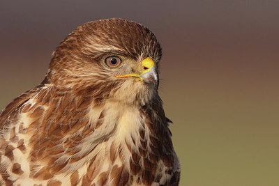 BUITEN BEELD Foto: 217387