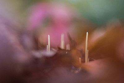 BUITEN BEELD Foto: 217452
