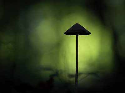 BUITEN BEELD Foto: 217455