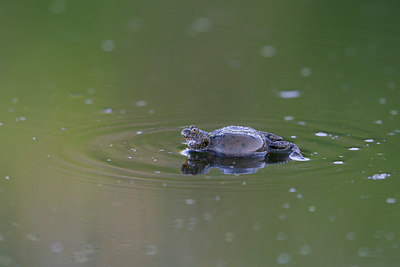 BUITEN BEELD Foto: 217460