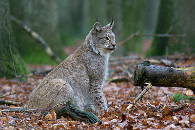 BUITEN BEELD Foto: 217465