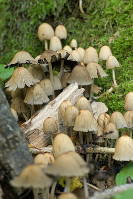 BUITEN BEELD Foto: 217474