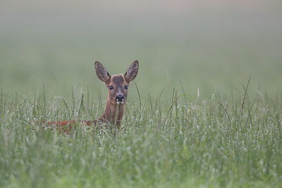 BUITEN BEELD Foto: 217492