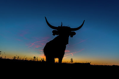 BUITEN BEELD Foto: 217505
