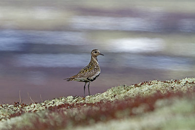 BUITEN BEELD Foto: 217571