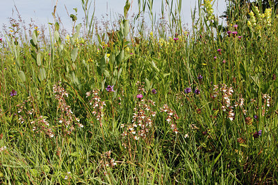 BUITEN BEELD Foto: 217595