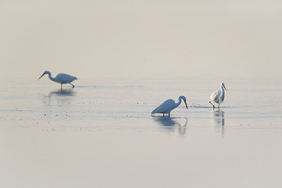 BUITEN BEELD Foto: 217604