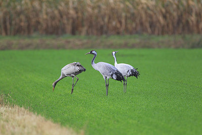 BUITEN BEELD Foto: 217615