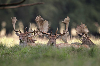 BUITEN BEELD Foto: 217632