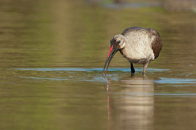 BUITEN BEELD Foto: 217633