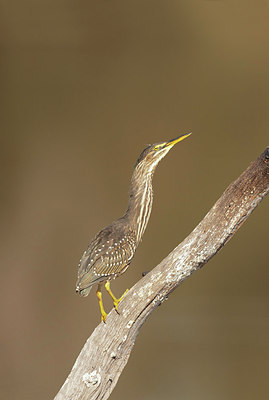 BUITEN BEELD Foto: 217641