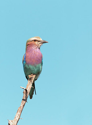 BUITEN BEELD Foto: 217658