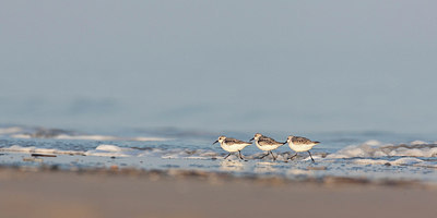 BUITEN BEELD Foto: 217660