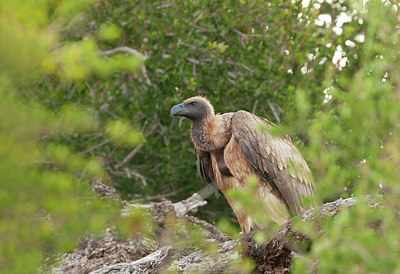 BUITEN BEELD Foto: 217666