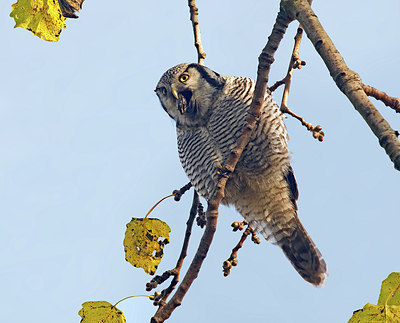 BUITEN BEELD Foto: 217677