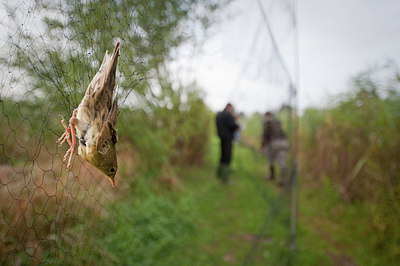 BUITEN BEELD Foto: 217741