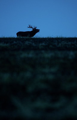 BUITEN BEELD Foto: 217799