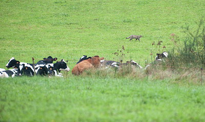 BUITEN BEELD Foto: 217802