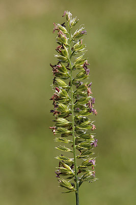 BUITEN BEELD Foto: 217838