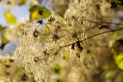 BUITEN BEELD Foto: 217852