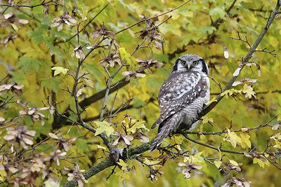 BUITEN BEELD Foto: 217923
